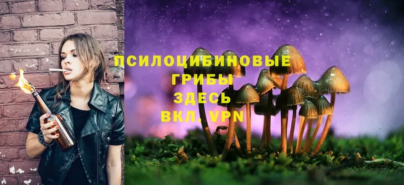 OMG зеркало  Ирбит  Галлюциногенные грибы Psilocybine cubensis 